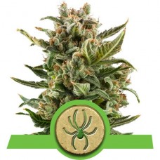 White Widow Auto - RQS